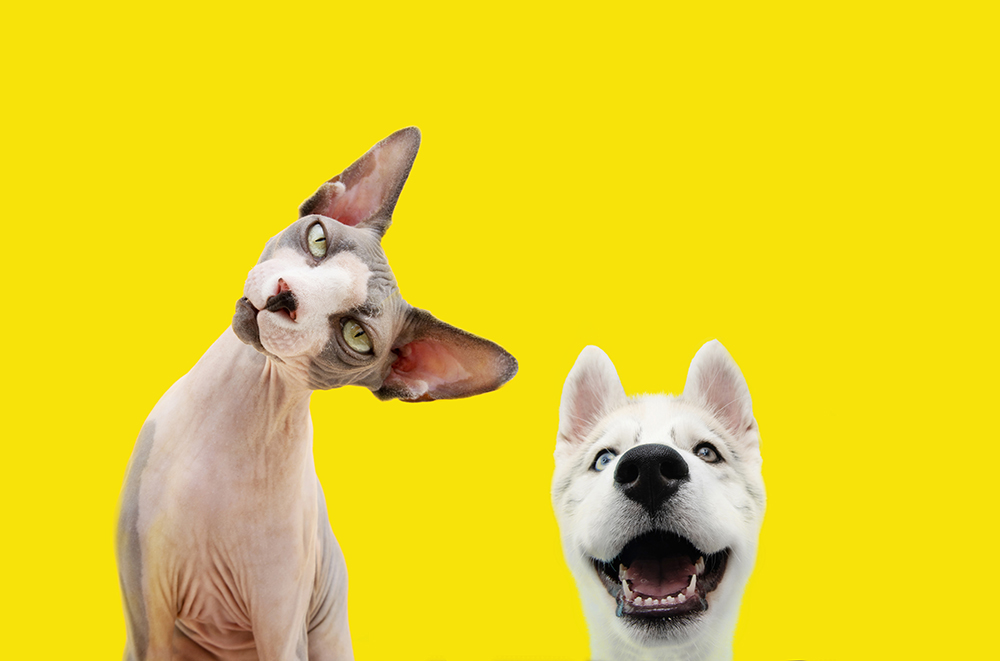 frequently asked questions